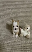 Milo ⚾️, a male Chihuahua for sale in Mulberry, FL – 7 of 9