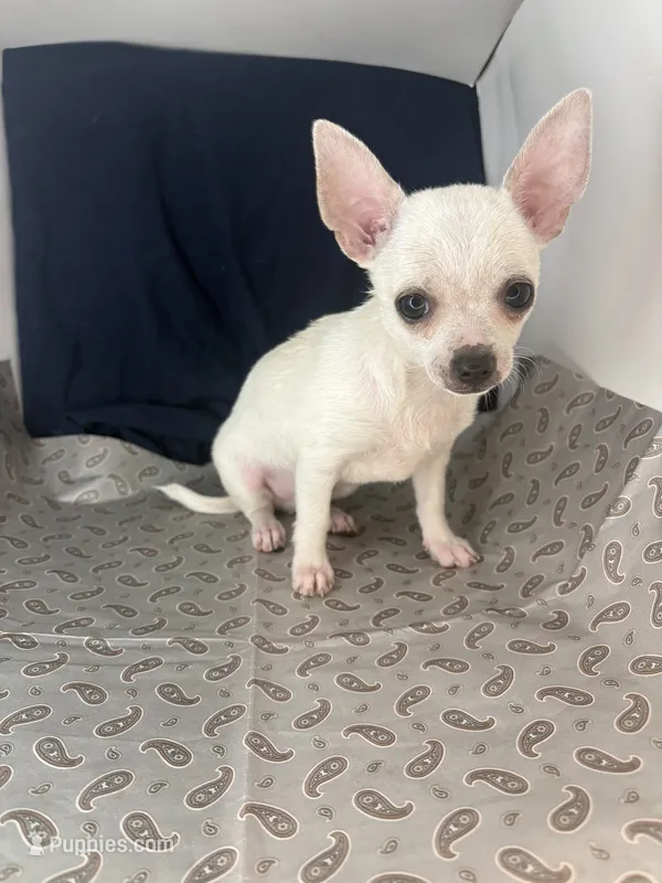 Pippin Boy🧢 – Chihuahua puppy for sale in Mulberry, FL