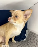 Noel’s fawn LC boy🎩, a male Chihuahua for sale in Mulberry, FL – 4 of 6