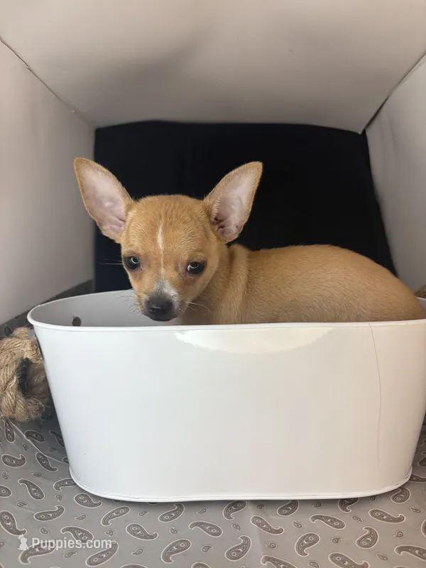 Petunia’s boy – Chihuahua puppy for sale in Mulberry, FL