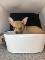 Petunia’s boy, a male Chihuahua for sale in Mulberry, FL – 1 of 6