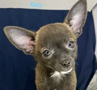 Meeka’s boy🦋, a male Chihuahua for sale in Mulberry, FL – 5 of 9