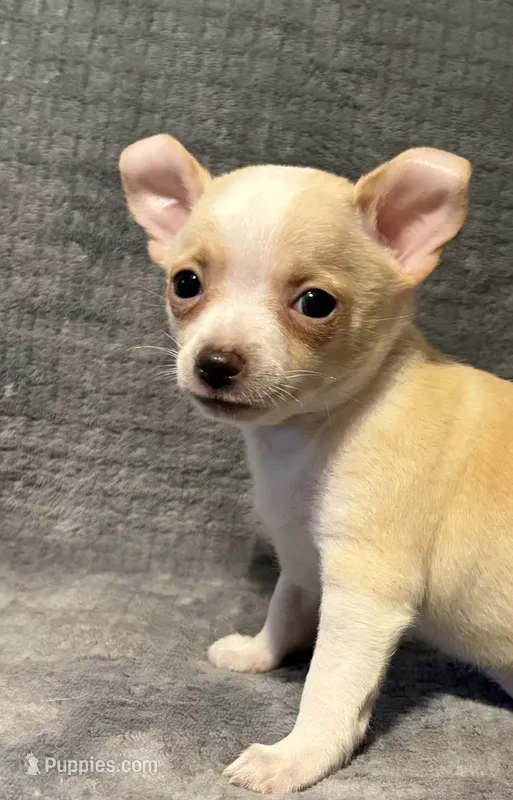 Silly man 🥎🥎🥎🥎 – Chihuahua puppy for sale in Mulberry, FL