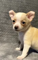 Silly man 🥎🥎🥎🥎, a male Chihuahua for sale in Mulberry, FL – 1 of 6