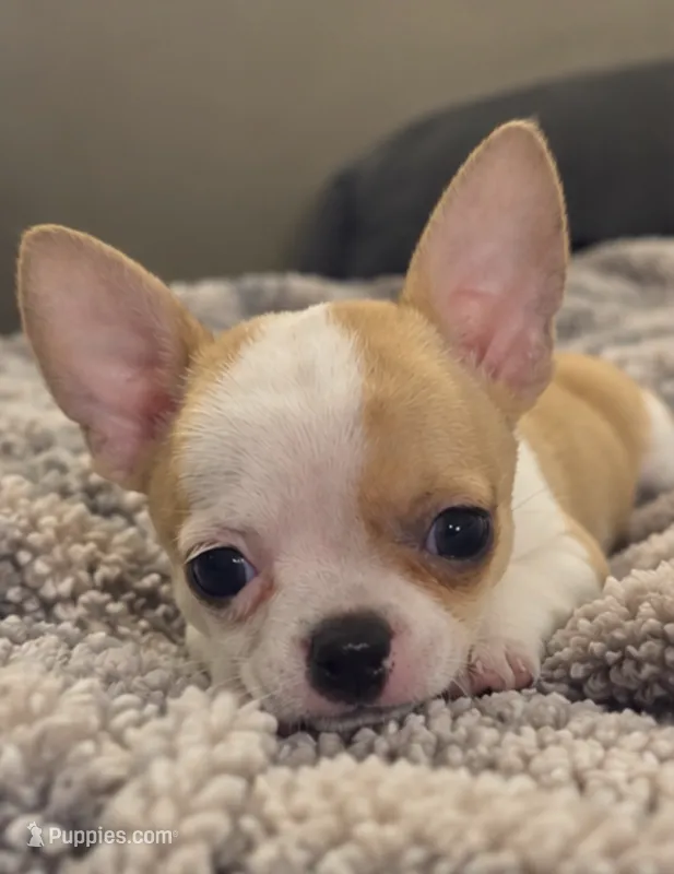 Eloise  Boy 🏀🏀 – Chihuahua puppy for sale in Mulberry, FL