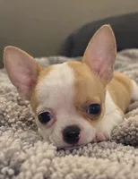 Eloise  Boy 🏀🏀, a male Chihuahua for sale in Mulberry, FL – 1 of 10