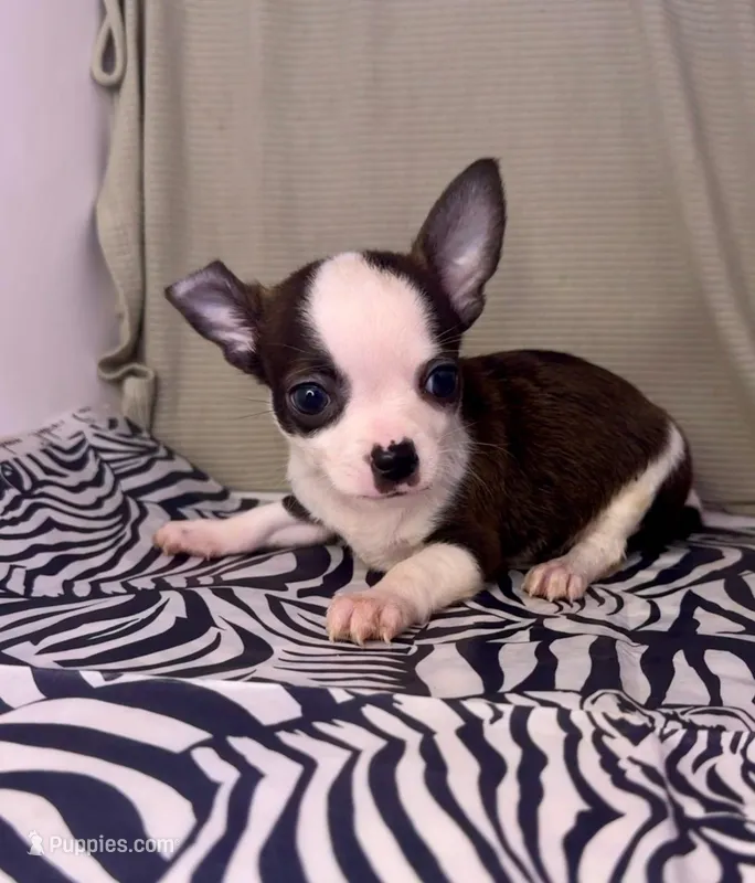 Elinor’s boy #💙💙 – Chihuahua puppy for sale in Mulberry, FL