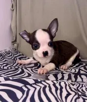 Elinor’s boy #💙💙, a male Chihuahua for sale in Mulberry, FL – Photo 1 of 4