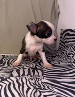 Elinor’s boy #💙💙, a male Chihuahua for sale in Mulberry, FL – Photo 4 of 4