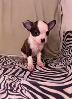 Elinor’s boy #💙💙, a male Chihuahua for sale in Mulberry, FL – Photo 2 of 4