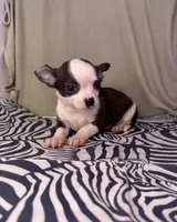 Elinor’s boy #💙💙, a male Chihuahua for sale in Mulberry, FL – Photo 3 of 4