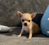 Bears boy , a male Chihuahua for sale in Mulberry, FL – 7 of 7