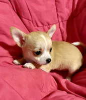 Meeka’s fawn 💕, a female Chihuahua for sale in Mulberry, FL – 7 of 7