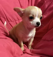 Meeka’s fawn 💕, a female Chihuahua for sale in Mulberry, FL – 4 of 7