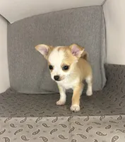 Milo ⚾️, a male Chihuahua for sale in Mulberry, FL – 5 of 10