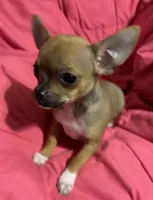 Bears girl 💛, a female Chihuahua for sale in Mulberry, FL – 1 of 10