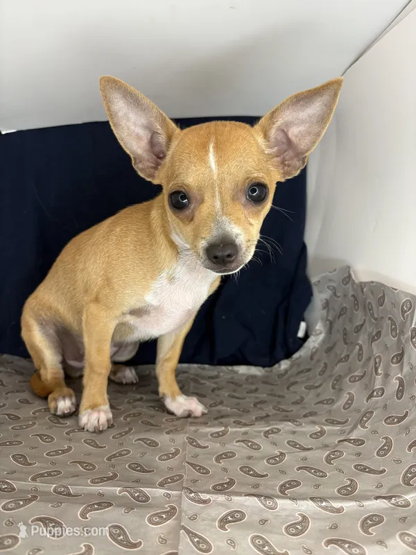 Petunia‘s boy⚾️⚾️ – Chihuahua puppy for sale in Mulberry, FL