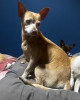Lindy , a female Chihuahua for sale in Mulberry, FL – 4 of 4