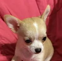 Meeka’s fawn 💕, a female Chihuahua for sale in Mulberry, FL – 2 of 7