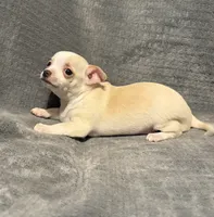 Cutie 🥎🥎🥎, a male Chihuahua for sale in Mulberry, FL – 4 of 7
