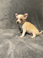 Silly man 🥎🥎🥎🥎, a male Chihuahua for sale in Mulberry, FL – 6 of 6
