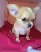 Remi girl 1💜, a female Chihuahua for sale in Mulberry, FL – Photo 2 of 4