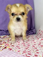 Remi girl 1💜, a female Chihuahua for sale in Mulberry, FL – Photo 1 of 4