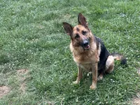 Orange collar, a male German Shepherd Dog for sale in Burlington, NC – 2 of 3