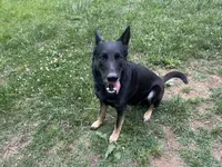 Orange collar, a male German Shepherd Dog for sale in Burlington, NC – 3 of 3