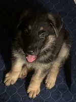 Yellow collar, a male German Shepherd Dog for sale in Burlington, NC – 1 of 2