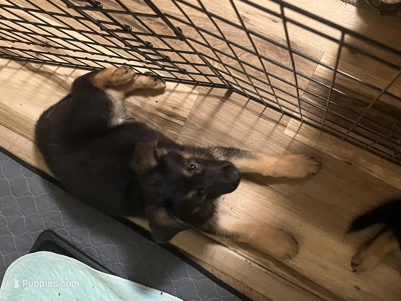 Orange collar – German Shepherd Dog puppy for sale in Burlington, NC