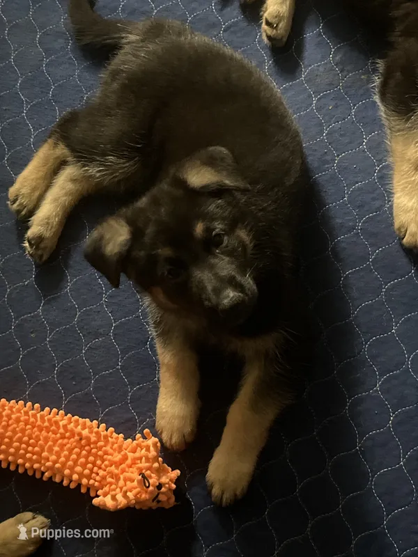 Purple collar – German Shepherd Dog puppy for sale in Burlington, NC