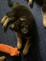 Purple collar, a female German Shepherd Dog for sale in Burlington, NC – 1 of 1