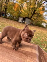 Grisly, a male French Bulldog for sale in Monroe, NY – 2 of 4