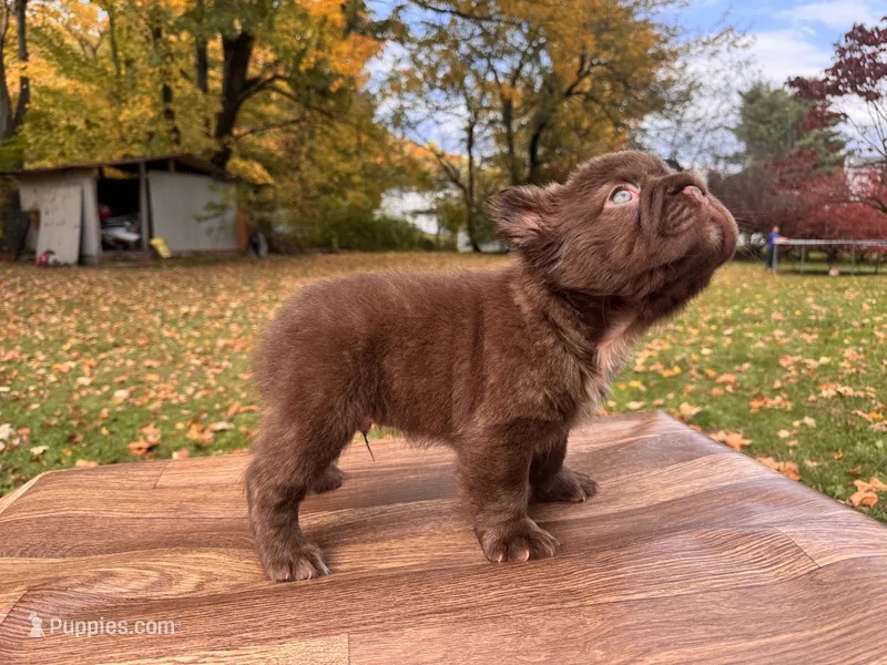 Grisly – French Bulldog puppy for sale in Monroe, NY