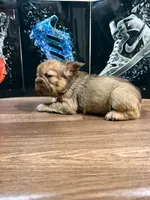 Yordana, a female French Bulldog for sale in Monroe, NY – 4 of 7