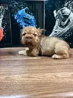 Yordana, a female French Bulldog for sale in Monroe, NY – 3 of 7