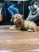 Yordana, a female French Bulldog for sale in Monroe, NY – 7 of 7