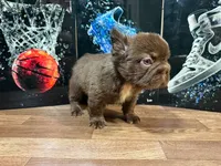 Grisly , a male French Bulldog for sale in Monroe, NY – 5 of 5