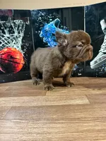 Grisly , a male French Bulldog for sale in Monroe, NY – 1 of 5