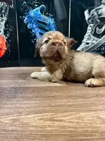 Yordana, a female French Bulldog for sale in Monroe, NY – 6 of 7