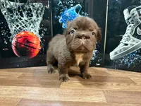 Grisly , a male French Bulldog for sale in Monroe, NY – 4 of 5