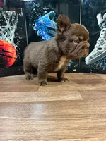 Grisly , a male French Bulldog for sale in Monroe, NY – 2 of 5