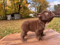 Grisly, a male French Bulldog for sale in Monroe, NY – 3 of 4
