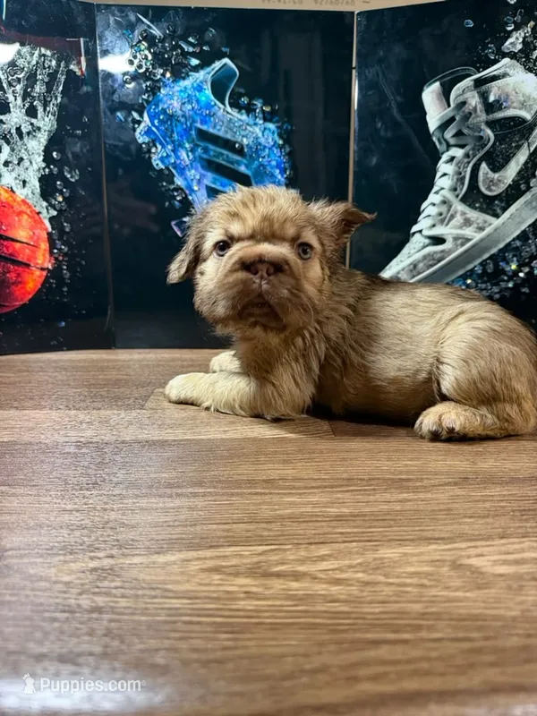 Yordana – French Bulldog puppy for sale in Monroe, NY