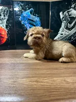 Yordana, a female French Bulldog for sale in Monroe, NY – 1 of 7