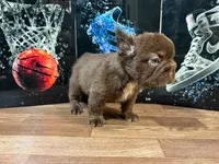Grisly , a male French Bulldog for sale in Monroe, NY – 3 of 5
