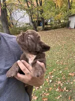 Grisly, a male French Bulldog for sale in Monroe, NY – 4 of 4