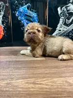 Yordana, a female French Bulldog for sale in Monroe, NY – 2 of 7