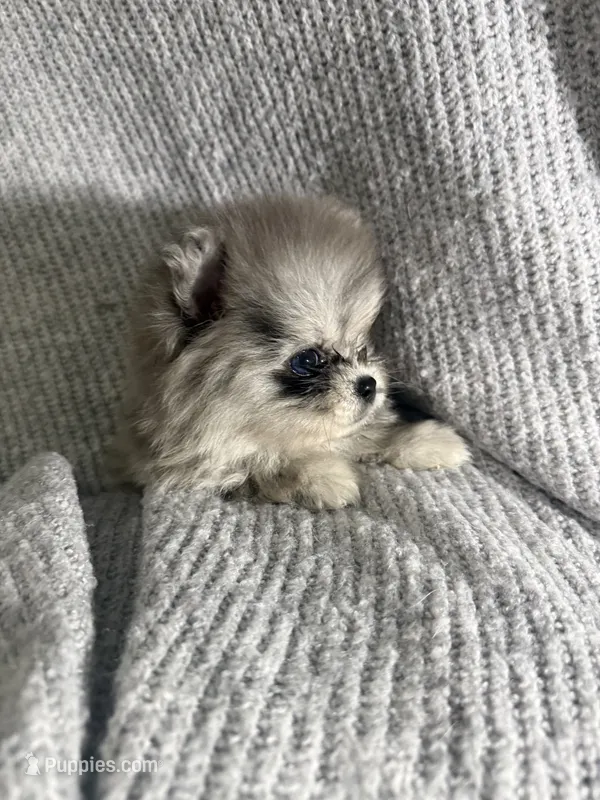 Bluey  – Pomeranian puppy for sale in Mesa, AZ